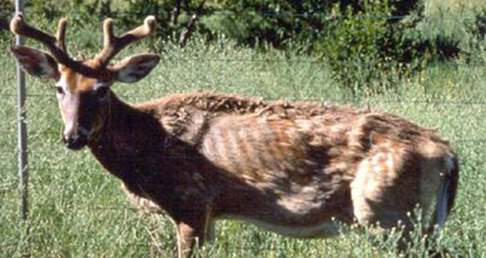 Cwd Deer