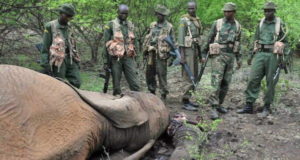 Elephant Surrounded By Rangers