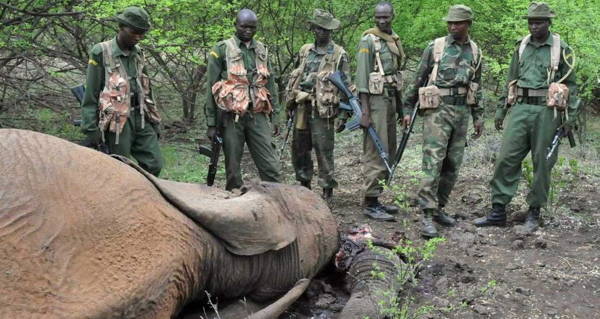 Elephant Surrounded By Rangers
