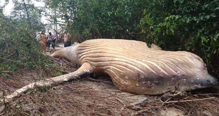 Humpback Whale Full Body Featured