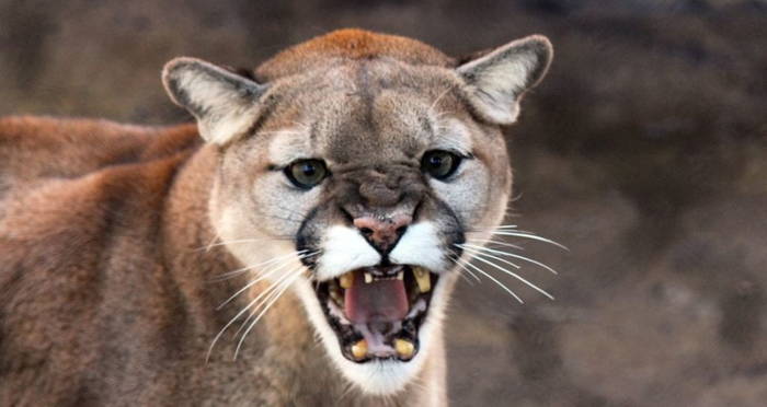 Mountain Lion With Mouth Open