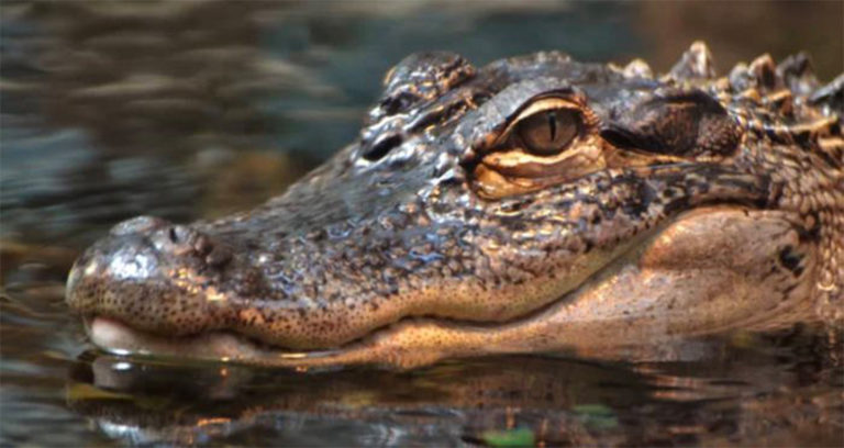 Alligator Closeup Smiles Featured