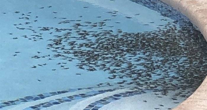 Bufo Marinus Breakout Og 3