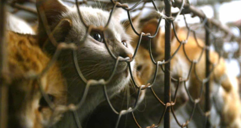 Cat Experiments Featured