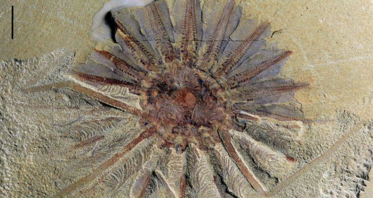 Daihua Fossil Featured