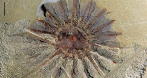 Daihua Fossil Photo Featured