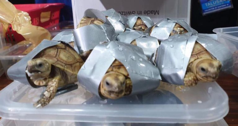 Duct Taped Turtles Featured