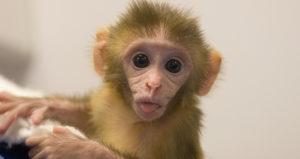 Baby Rhesus Monkey Tongue Out Featured