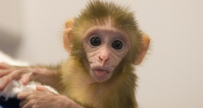 Baby Rhesus Monkey Tongue Out Featured