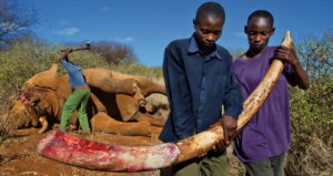 Bloody Elephant Tusk