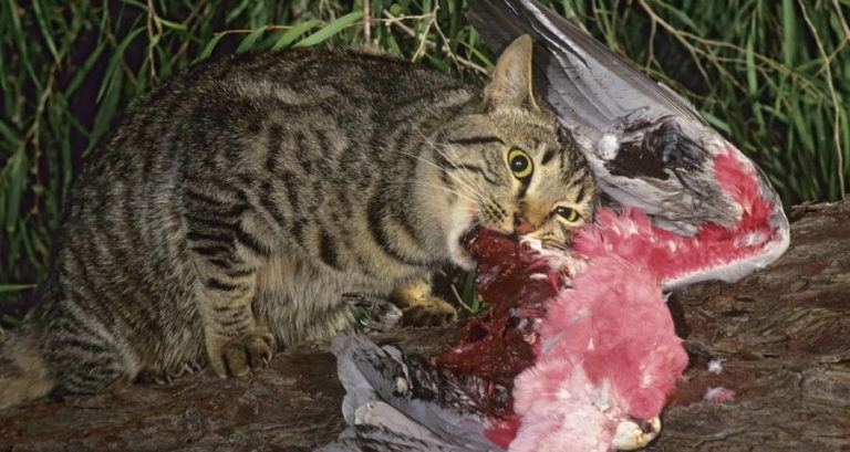 Cat Eating Bird