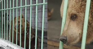 Katya Brown Bear In Cage Closeup