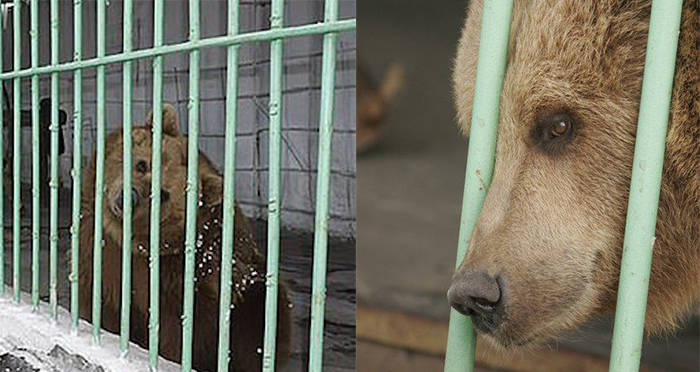 Katya Brown Bear In Cage Closeup