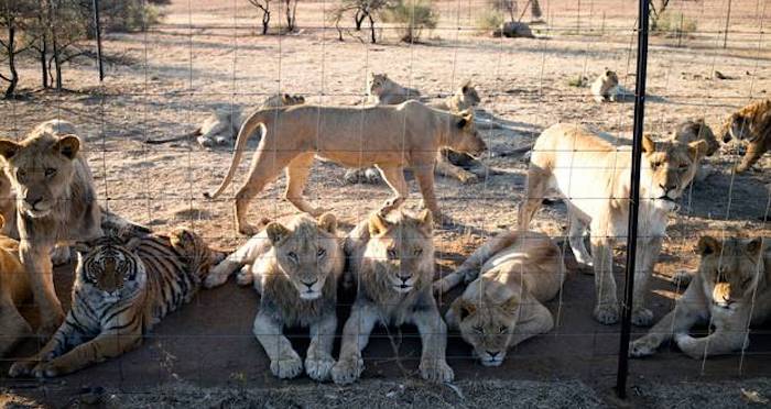 Lions Held Captive