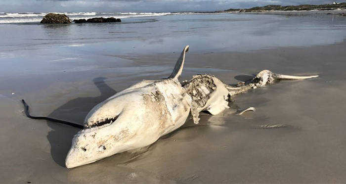 Mutilated Great White