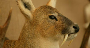Vampire Deer Closeup Featured