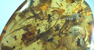 Ancient Specimens Preserved In Amber