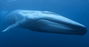 Blue Whale Featured