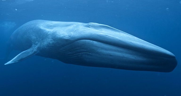 Blue Whale Featured