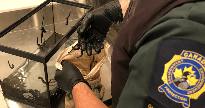 Canadian Officer Holds Leeches