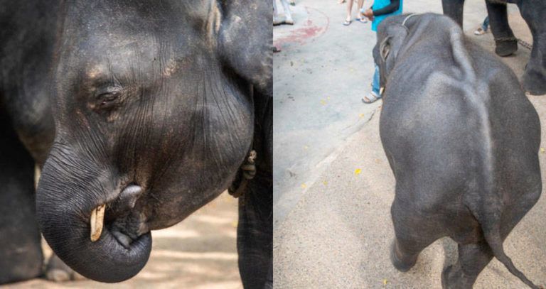 Dumbo The Emaciated Elephant