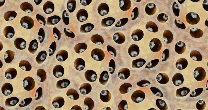 Lotus Seed Photoshop