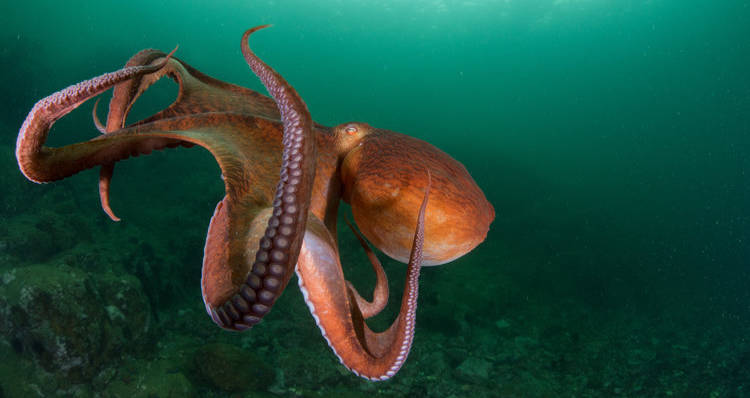 Octopus