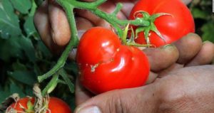 Tomatoes With Pesticide
