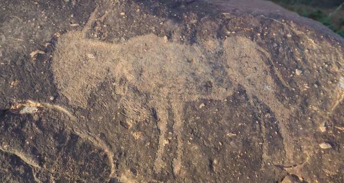 Ancient Animal Carving Vredefort