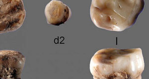 Ancient Baby Teeth Floating In Space