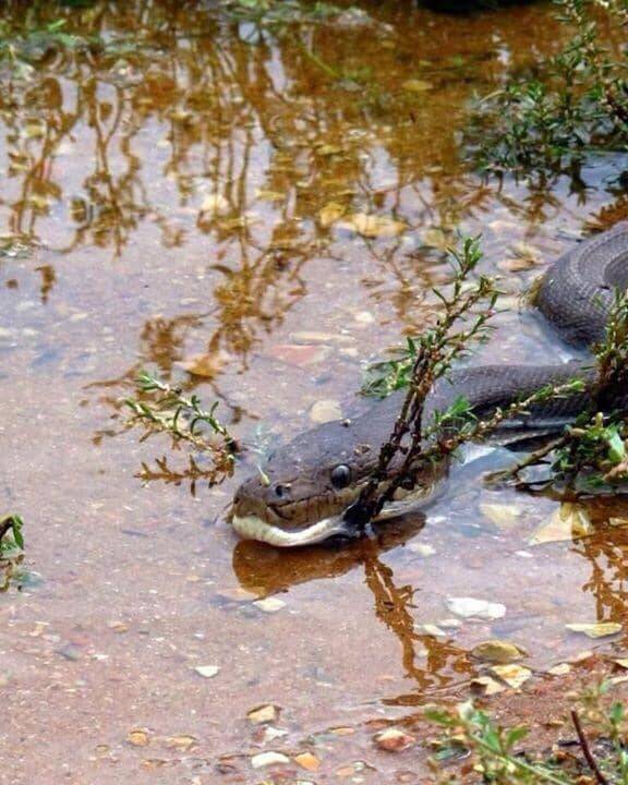 Olive Python Slithers On Branch In Swamp