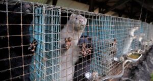 Row Of Mink Cages