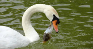 Swan Eating A Fish