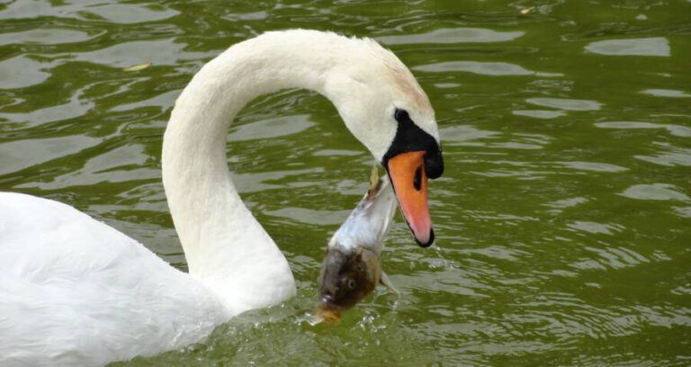 Swan Eating A Fish