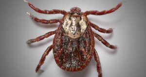 Asian Longhorned Tick From Above