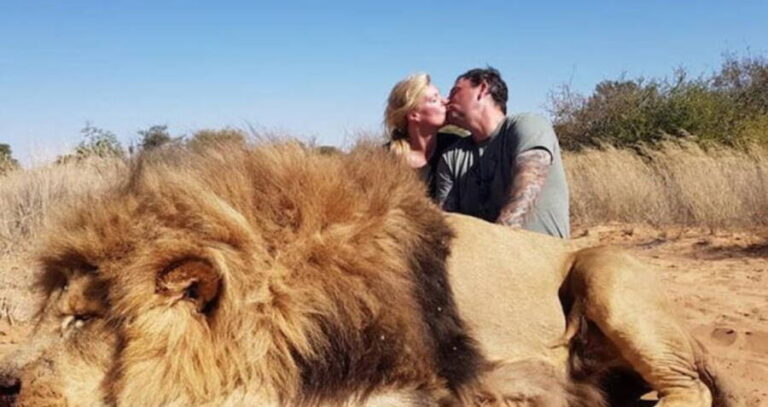 Carters With Dead Lion