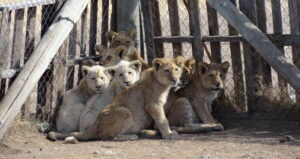 Lion Cubs Inside Big Cat Farm