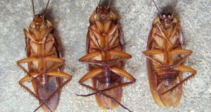 Three German Cockroaches