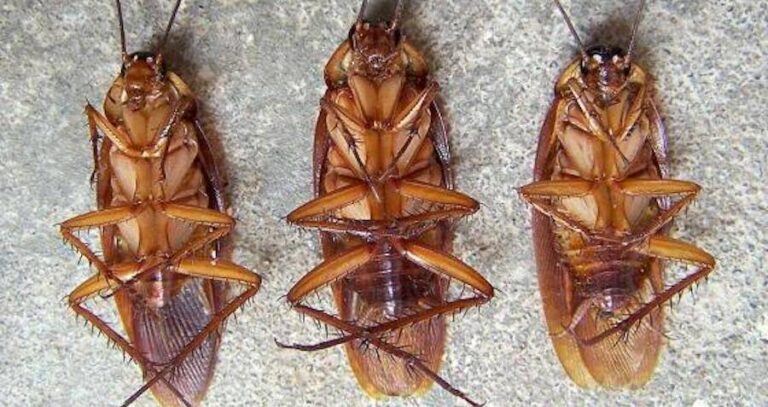 Three German Cockroaches