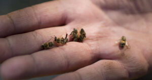 Dead Bees On Human Palm
