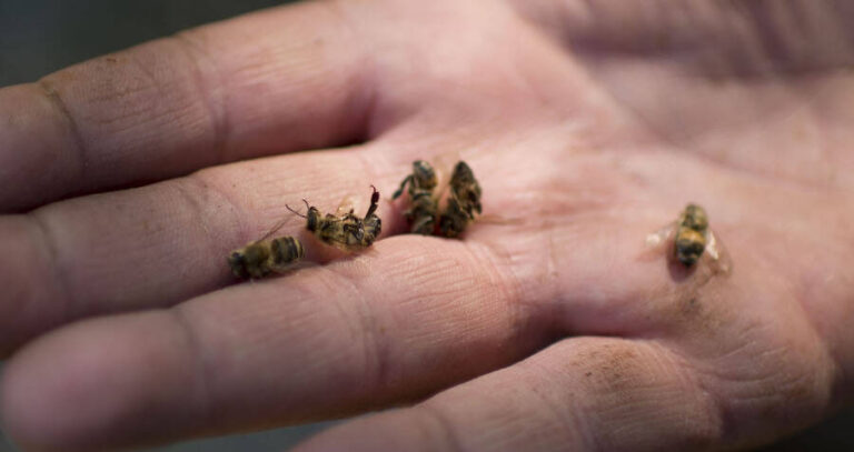 Dead Bees On Human Palm