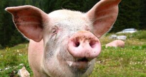 Happy Pig In A Field