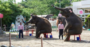 Japanese Elephant Performance