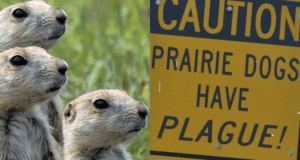 Prairie Dogsvs Caution Sign