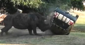 RHINO FLIPS VEHICLE FEATURED