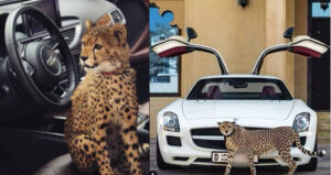 Cheetahs As Luxury Pets