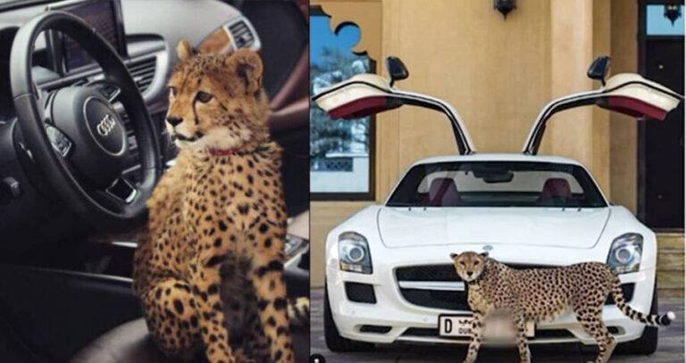 Cheetahs As Luxury Pets