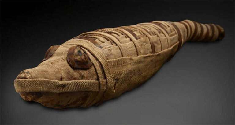 Closeup Of Crocodile Mummy