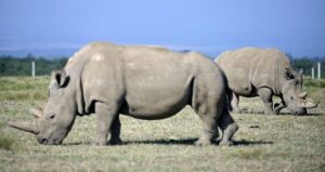 Najin And Fatu White Rhinos