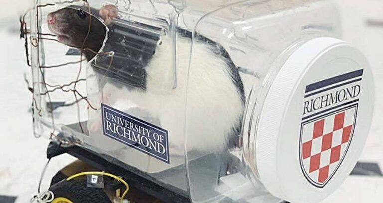 Rat Driving Small Car